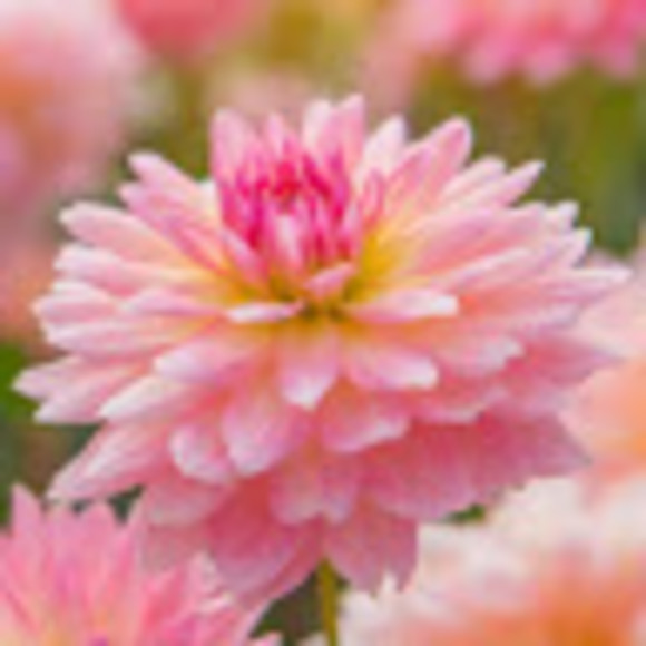 Meet your Posher, Dylan - Picture 1 of 1